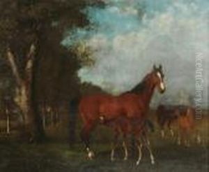 Poulinieres Et Foals Au Paddock
