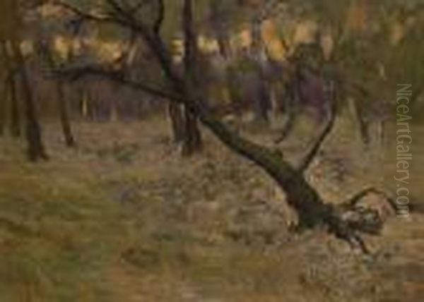 Baumlandschaft Im Abendlicht. - view 1