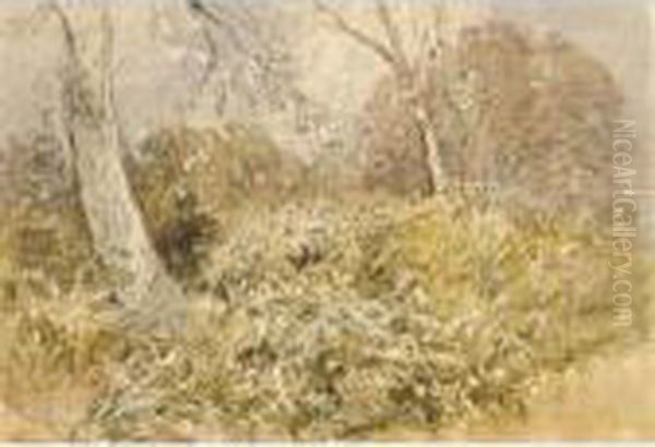 Study Of Woodland - view 1