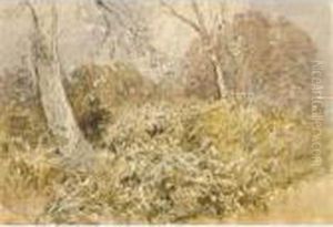 Study Of Woodland by David I Cox
