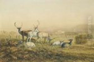 Fallow Deer In The Park, Chatsworth by David I Cox