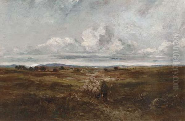 Driving The Sheep - view 1