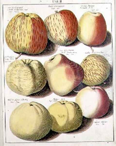 Apples - view 1