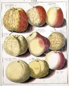 Apples