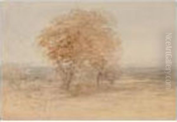 Tree In Landscape; Country Lane; Shore Landscape - view 1