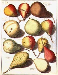 Pears