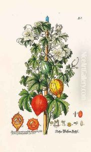 'Ohne Zweifel Das Lieblichste Der Deutschen Blumen by G.W. Knorr