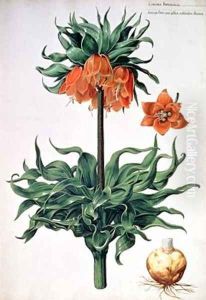 Fritillaria imperialis