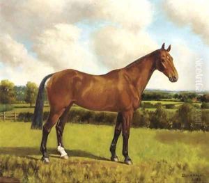 Cracker a chestnut hunter in a paddock; and Belinda a brown hunter in a paddock