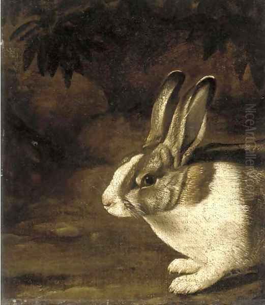 A rabbit in a rocky undergrowth - view 1