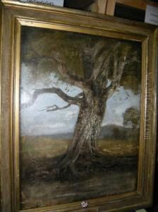 The Old Beech