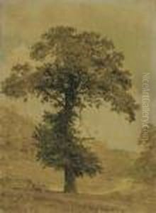 Study Of A Tree Study Of A Tree