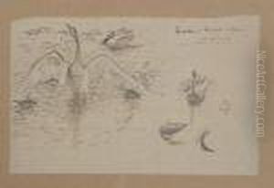 Etude De Cygnes
