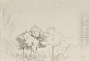 Etude D'arbres