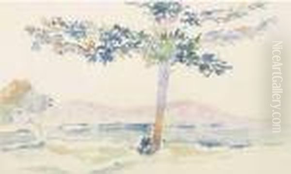 Pins Parasol En Bord De Mer. - view 1