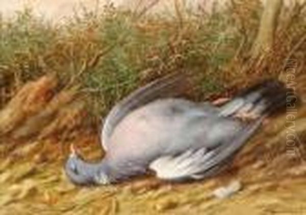 Study Of Dead Pigeon In Natural Habitat - view 1
