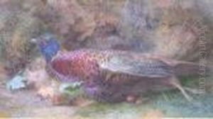 The Cock Pheasant The Cock Pheasant