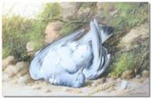 Study Of A Wood Pigeon On A Mossy Bank