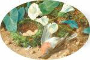 A Fallen Robin By A Bird's Nest; And A Fallen Greenfinch By A Bird's Nest. by William Cruickshank