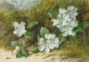 Blossom Blossom