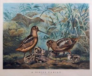 A Rising Family. by Currier