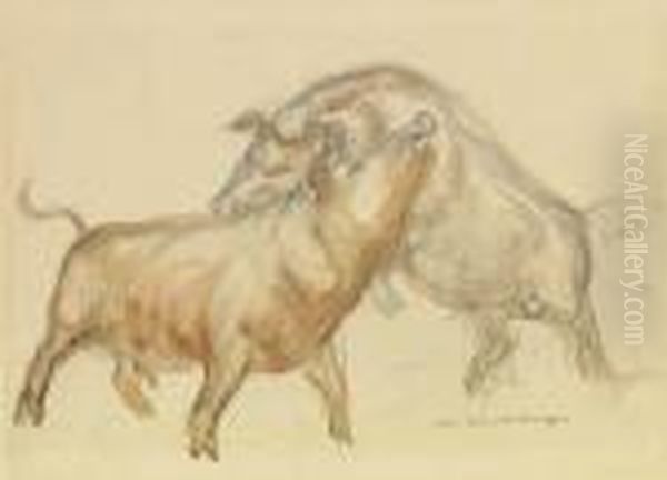 Boars Fighting - view 1