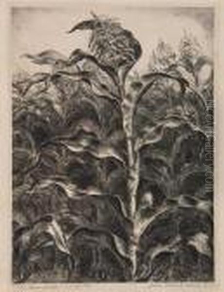 The Cornfield - view 1