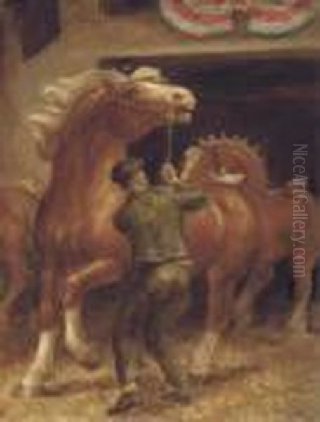 Belgian Stallions - view 1