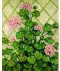 Geraniums