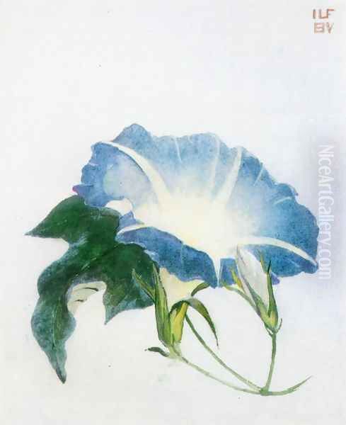 Ipomoea Aka Morning Glory - view 1