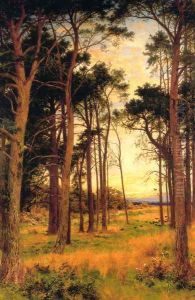 Skirt of a Pine Wood