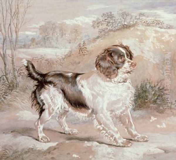 A Spaniel - view 1