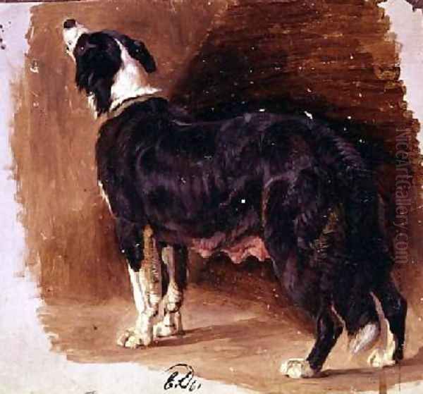 Sketch of a Collie - view 1