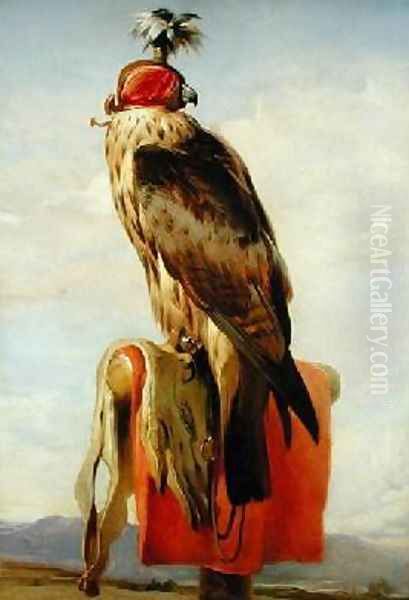 Hooded Falcon - view 1