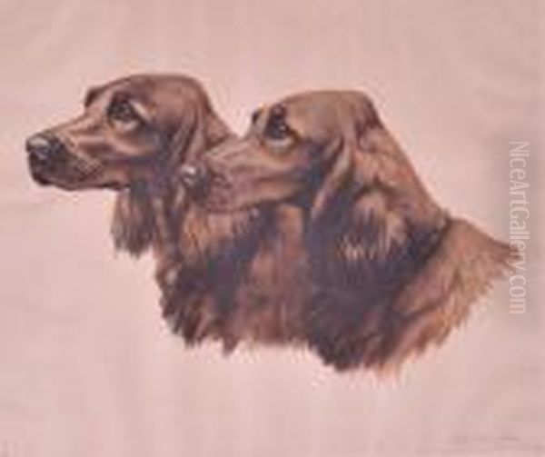 Setters Irlandais - view 1