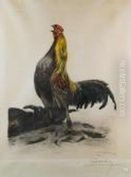 Coq - view 1