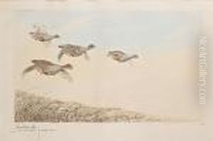 Le Vol De Perdreaux Gris Le Vol De Perdreaux Gris