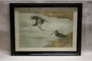 Becasses Au Bord De L'eau Epreuve D"'artiste