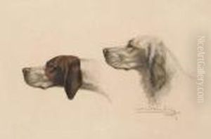 pointer Et Setter Anglais pointer Et Setter Anglais
