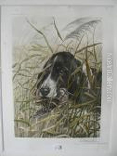 Cocker Springer Et Becassine - view 1