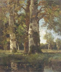 Beuken Stammen: Sunlit Beeches By A Pond Beuken Stammen: Sunlit Beeches By A Pond