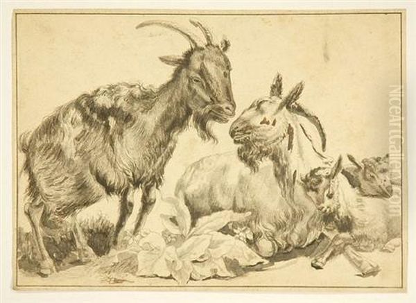 Study Of Goats - view 1