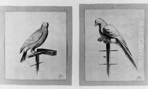 Deux Perroquets by Jean-Jacques De Boissieu