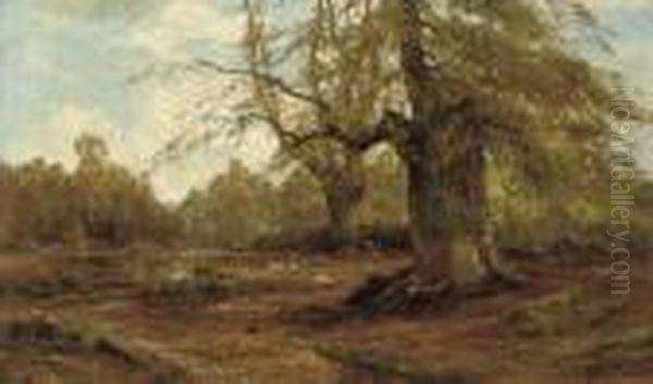 Burnham Beeches, Autumn - view 1