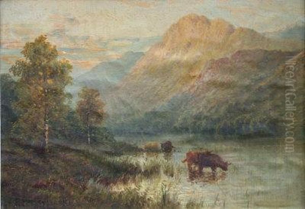 Island Cattle, Watering. - view 1
