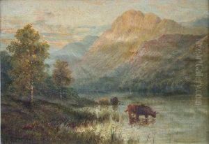 Island Cattle, Watering.