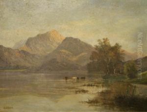 Cattle Watering At The Shore Of A Highland Loch