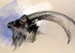 Head of a steinbock by John Frederick Lewis