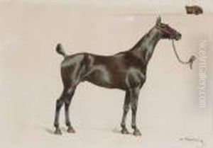 Cheval Au Licol Rouge Cheval Au Licol Rouge