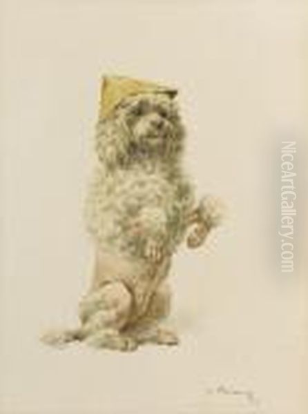 Performing Poodles - view 1